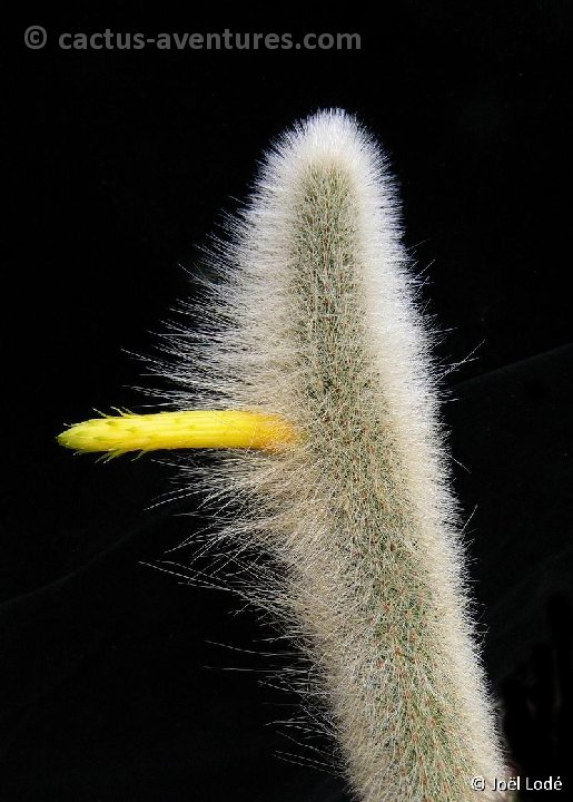 Cleistocactus ritteri P1330484